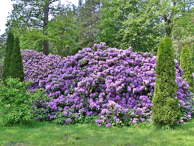 Rododendron 2025_44