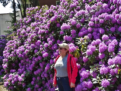 Rododendron 2025_49