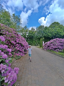 Rododendron 2025_60