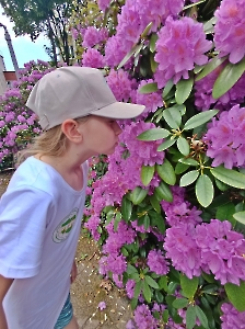 Rododendron 2025_61