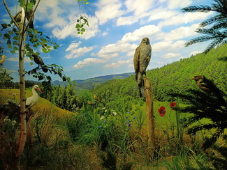 Cieplice - Muzeum Przyrodnicze