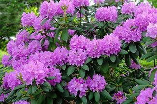 Rododendrod