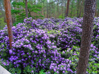 Rododendrony w Pawełkach